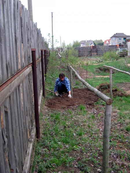 Полевые работы 2010 - малину под корень