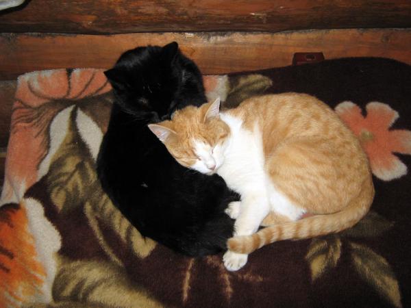 Кошачий Дао