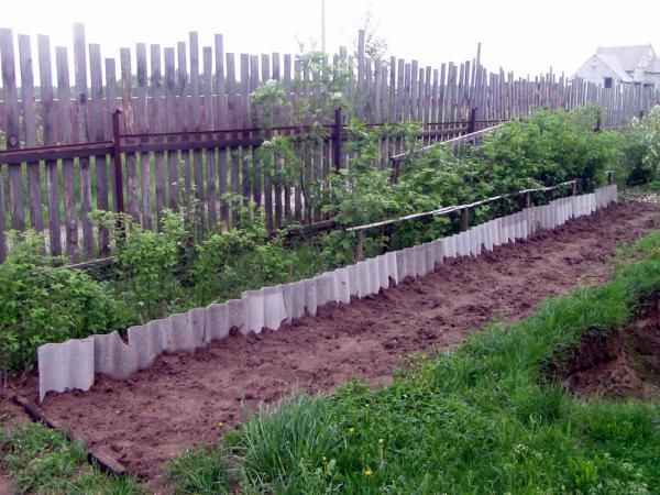 Посадка картошки, первый результат