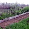 Посадка картошки, первый результат