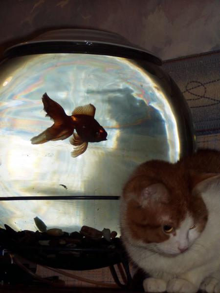 Рыжий кот и золотая рыбка